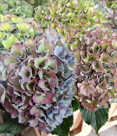 Hortensia Hol. Roy. Parade Classic 80cm 23/25 Bic.