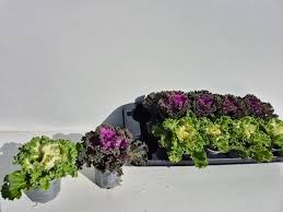P. Brassica Ol Gekruld 13/20cm "CC8"