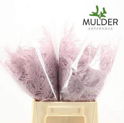 Esparraguera Pintada Light Pink 45cm "T50"