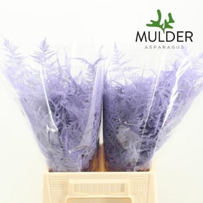 Esparraguera Pintada Light Violet Blue 45cm "T50"
