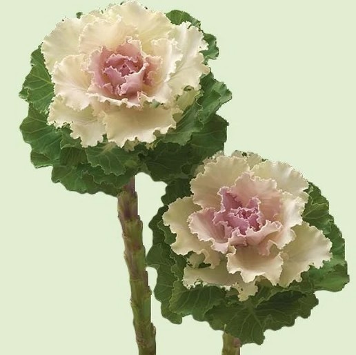 Brassica Hol. Crane Ruffle Bicolor 70cm