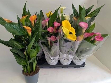 P. Calla Mixta 14/45cm x8 6F