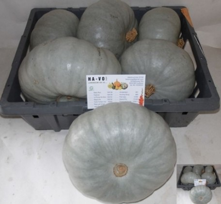 Calabazas Jarrahdale 20cm