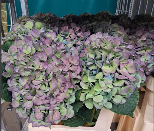 Hortensia Hol. Destiny Classic 80cm 20/22