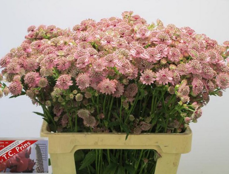 Astrantia Rosita 60cm