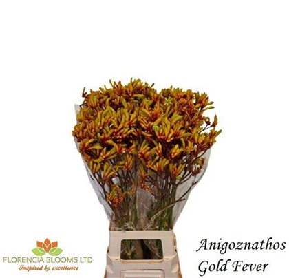 Anigozanthos Golden Girl 80cm "T20"