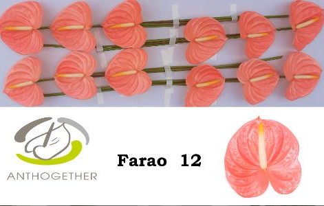 Anthurium Hol. Farao 13  "CC10"
