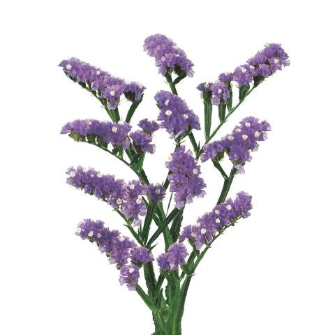 Statice Hol. Happy Wing 60cm 20gr 'T25' Mal.