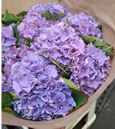 Hortensia Hol. Roy. Sunset 60cm 13/15 Az.