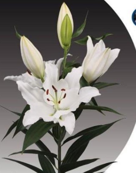 Oriental Hol. Bl. Ascot 75cm 2 fl.