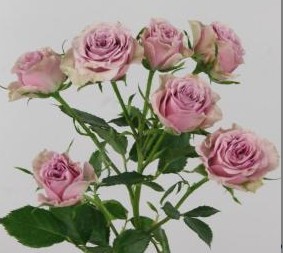 Ramificada Motown 50cm Mal