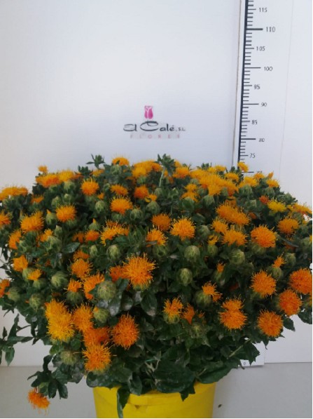 Carthamus Hol. Zanzibar 60cm