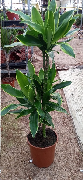 P. Dracena Hol. Frag Gold Coast  17/80cm  (80/40) 2P