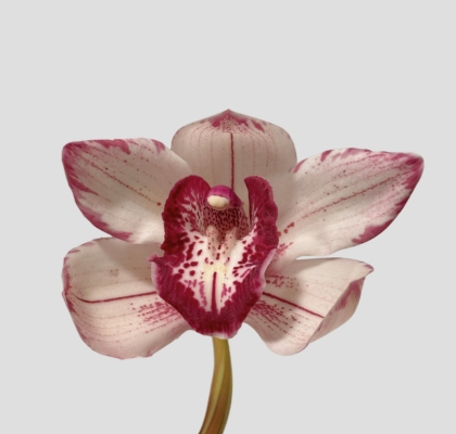 Cymbidium Ov. Bicolor 60cm