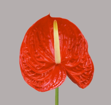 Anthurium Hol. Tropical 11  "CC16" (7 Dias - 2)
