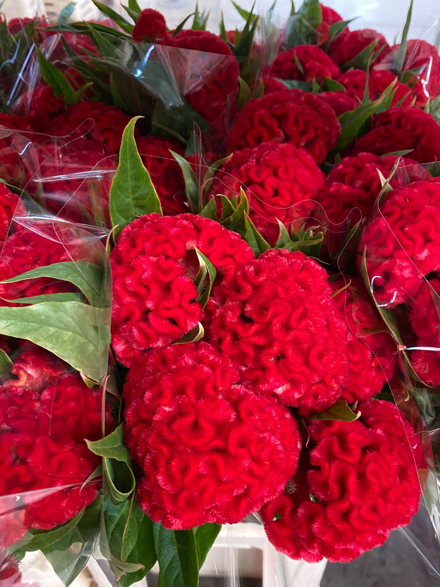 Celosia Cresta Nac. Roja 70cm (7 Dias - 2)