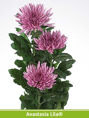 Uniflor Hol. Anastasia Lilac 80gr (7 Dias - 2)