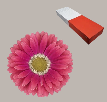 Gerbera Hol. Unique "T25" (7 Dias - 2)