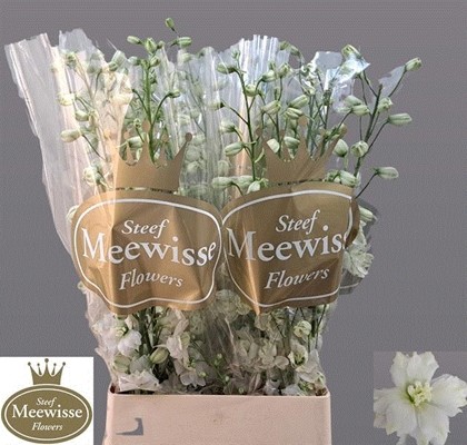 Delphinium Hol. El Dewi Impressive White 90cm "T10" (7 Dias - 2