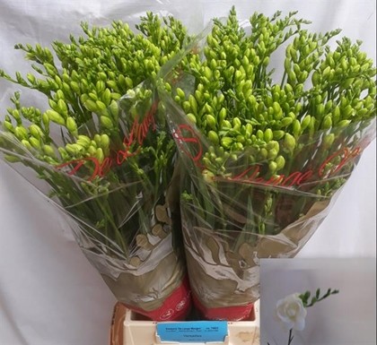Fresia Hol. Versailles 70cm 40gr "T50" (7 Dias - 2)