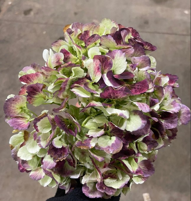 Hortensia Jumbo Antic Green Red Malbec 60cm 19/20 "CC20"