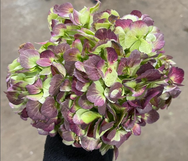 Hortensia Antic Green Red Malbec 60cm 17/18