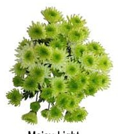 Margarita Col. C. Lime Green