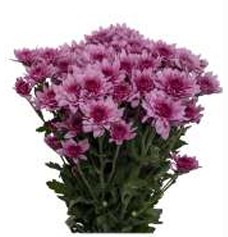 Margarita Col. C. Pink Thirza
