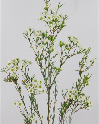 Flor Cera Hol. D Queen White 80cm 30gr Bl. "T25"