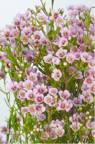 Flor Cera Hol. Kerryn 70cm 35gr Rs "T25"