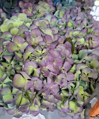 Hortensia Hol. Destiny Classic 80cm 18/20