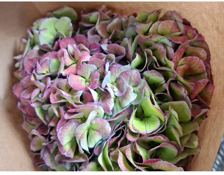 Hortensia Hol. Royal Love Classic 60cm 18/20