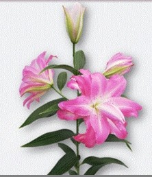 Oriental Hol. Bic. Double Lotus Dream 80cm 3/4 fl.