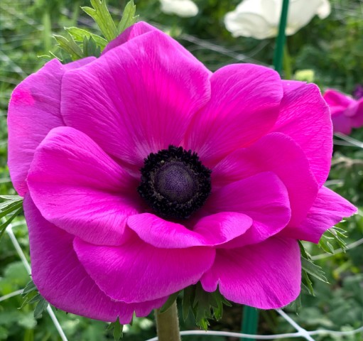 Anemona Ecu. Mistral Fucsia 35cm