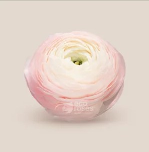 Ranunculos Ecu. Elegance Rosa Chiaro 35cm