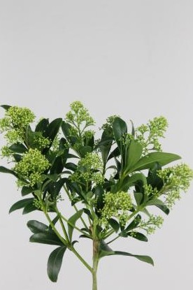 Skimmia Frank White 45cm "Paquete"