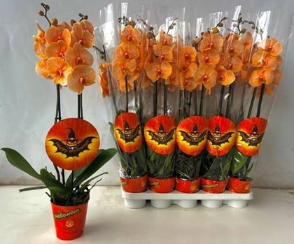 P. Phalaenopsis Ov. Tintada Naranja12/70cm x10 2T  -Joflor-