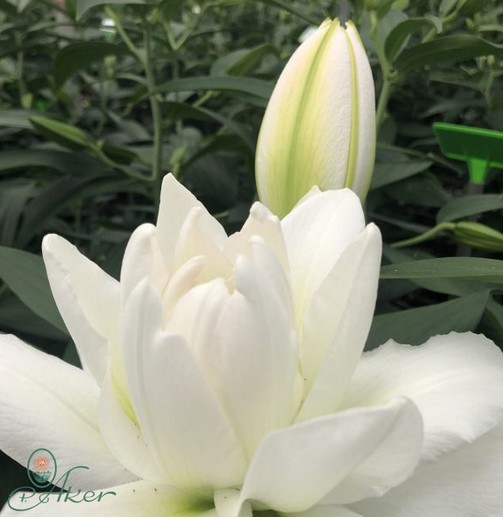 Oriental Hol. Bl. Doble Canova 80cm 3 fl.