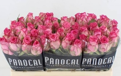 Rosa Hol. Pink Shadow 50cm