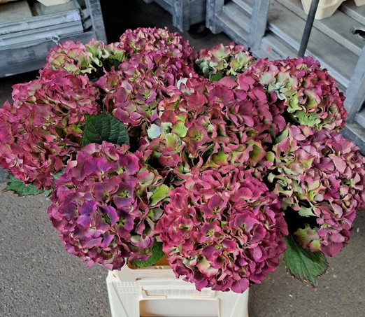 Hortensia Hol. Roy. Sunset Classic 60cm 16/18
