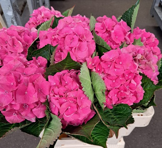 Hortensia Hol. Roy. Palace 60cm 13/15