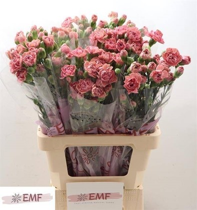 Clavel Hol. Mini Miss Rose 60cm 45gr