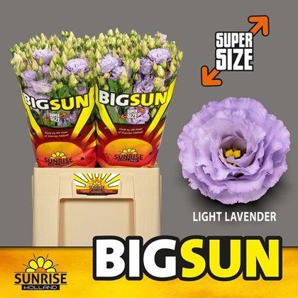 Lisiantus Hol. Light Lavander 70cm 55gr "BIG SUN"