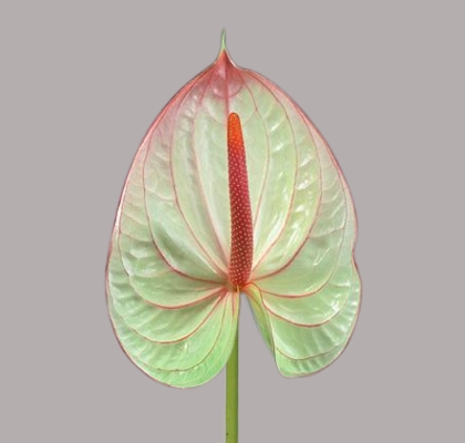 Anthurium Nac. Fantasia 13  "CC12" (7 Dias - 2)