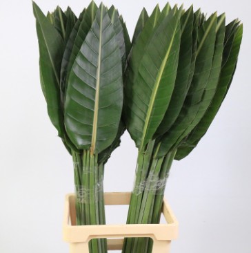 Hoja Estrelitzia 90cm (7 Dias - 2)