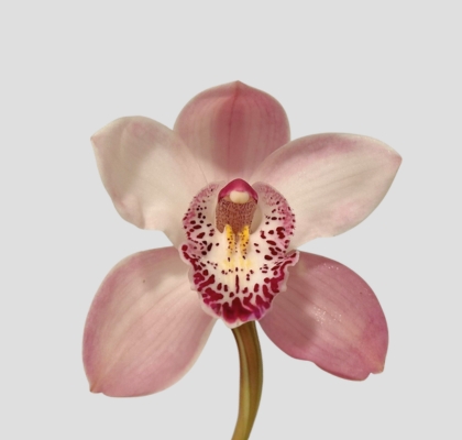 Cymbidium Summer Magic Pink 80cm (7 Dias - 2)