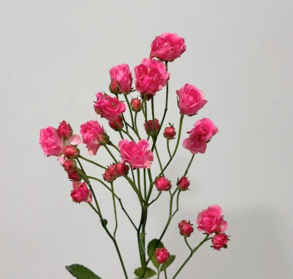 Ramificada Gypsy Rose 50cm "Flor Mini" (7 Dias - 2)