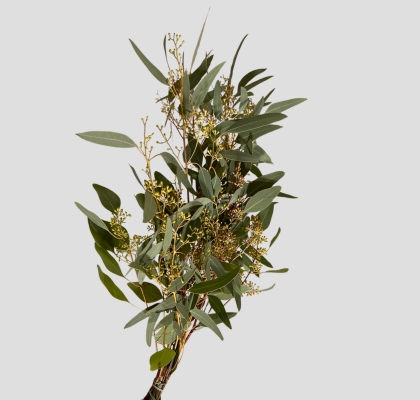 Eucalipto Italia Populus Berry 70cm 200gr (7 Dias - 2)