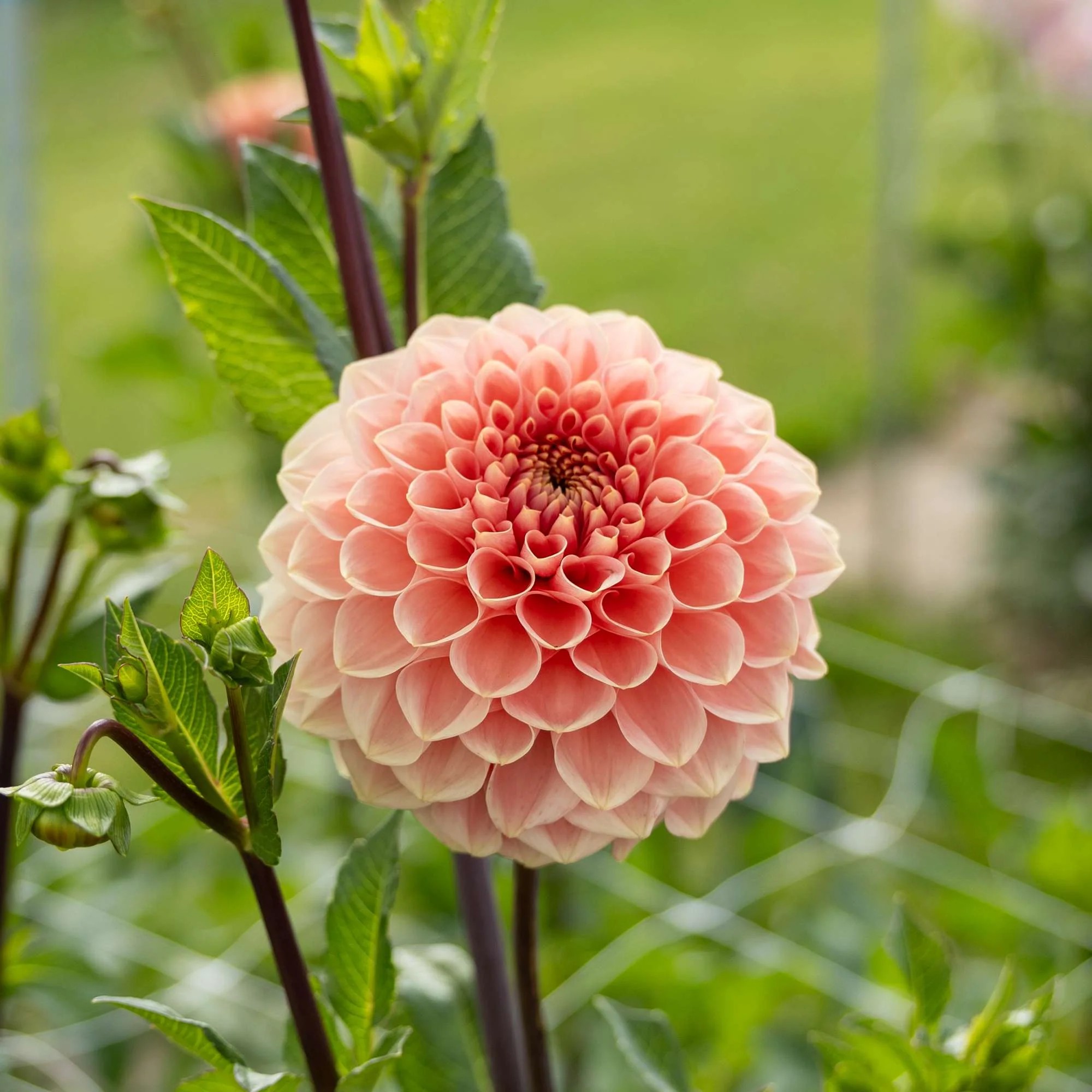Dalia Hol. Romance 60cm "CC20"