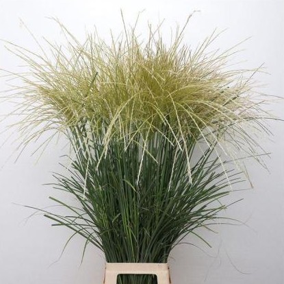 Miscanthus Sinensis Rotfeder 90cm